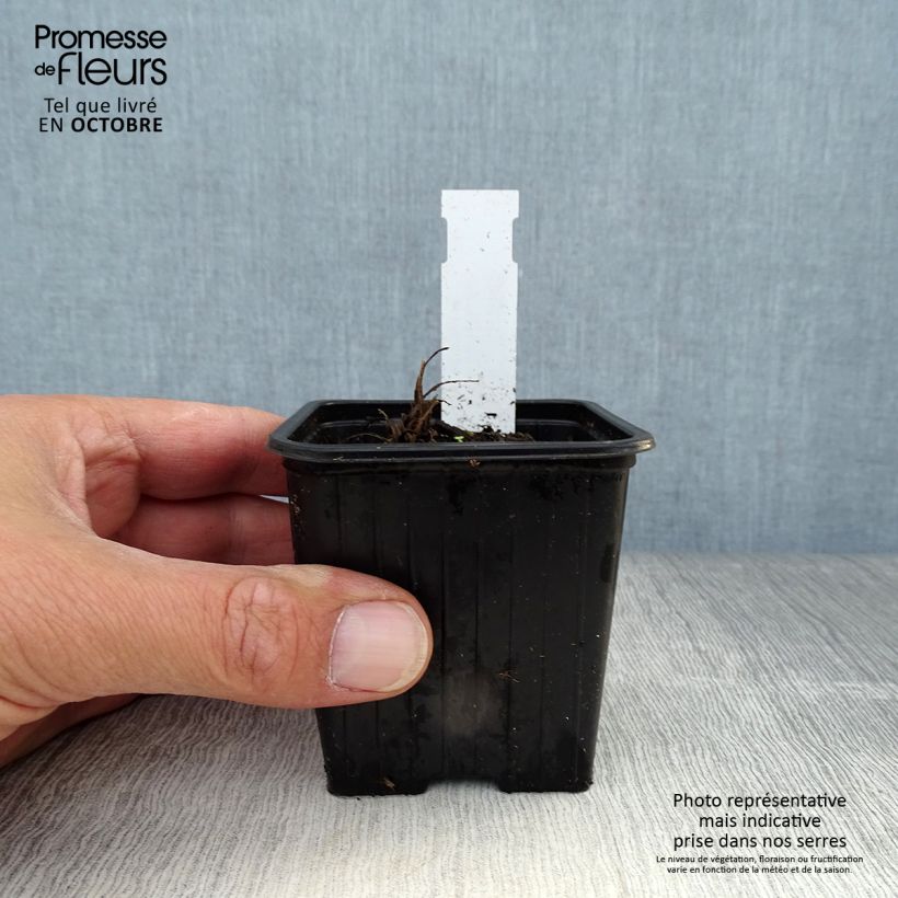 Exemplaar van Papaver orientale Harvest Moon - Oosterse papaver Kweekpotje van 8/9 cm zoals geleverd in de herfst