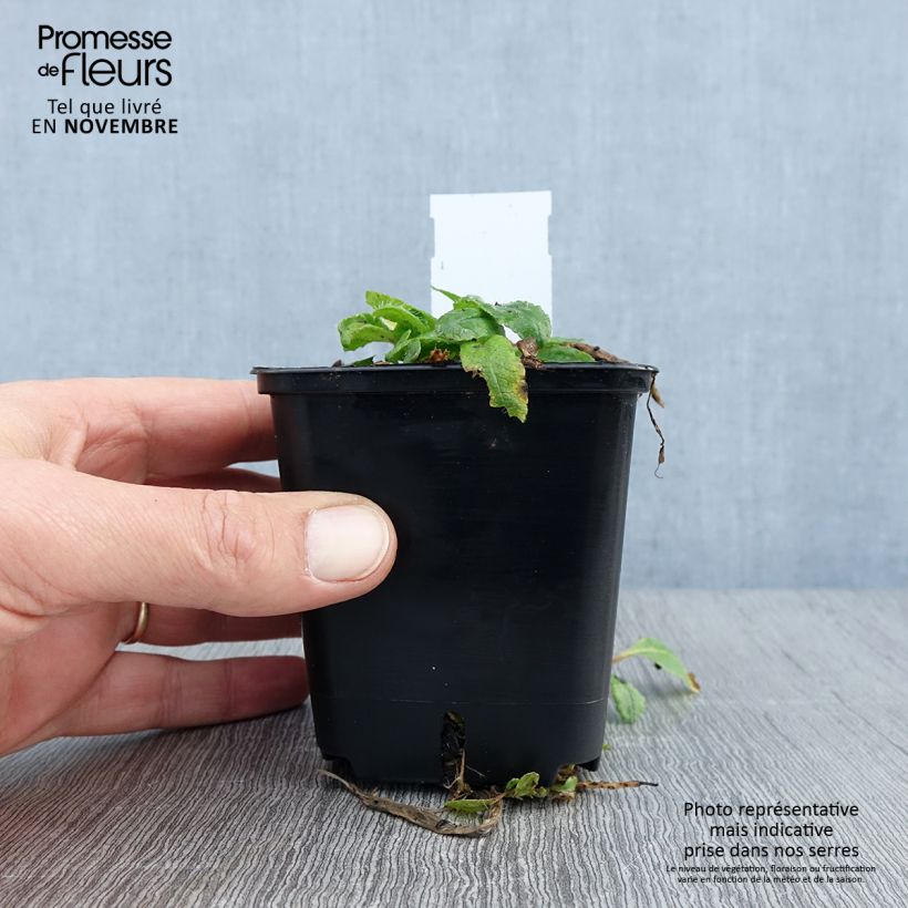 Exemplaar van Papaver orientale May Queen - Oosterse papaver Kweekpotje van 8/9 cm zoals geleverd in de herfst