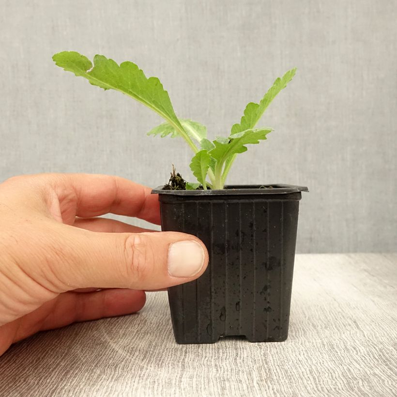 Exemplaar van Papaver orientale Patty's Plum - Oosterse papaver Kweekpotje van 8/9 cm zoals geleverd in de zomer