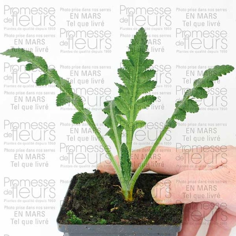 Example of Papaver orientale Queen Alexandra - Oosterse papaver Kweekpotje van 8/9 cm as you get