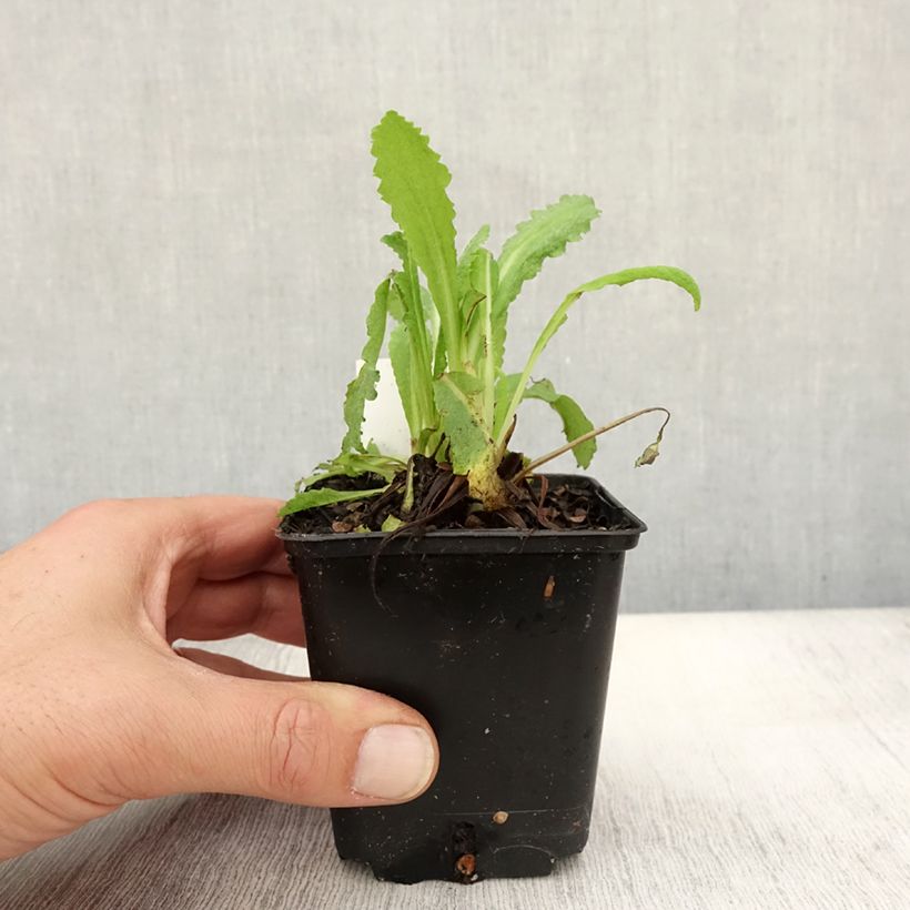 Exemplaar van Papaver orientale Royal Wedding  - Oosterse papaver Kweekpotje van 7/8 cm zoals geleverd in de herfst