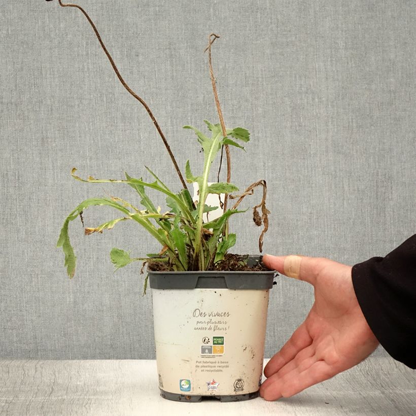 Exemplaar van Papaver orientale Royal Wedding  - Oosterse papaver Pot van 2 l/3 l zoals geleverd in de zomer
