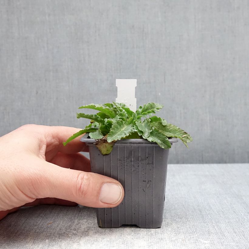 Exemplaar van Papaver orientale Pink Perfection - Oosterse papaver Kweekpotje van 8/9 cm zoals geleverd in de winter