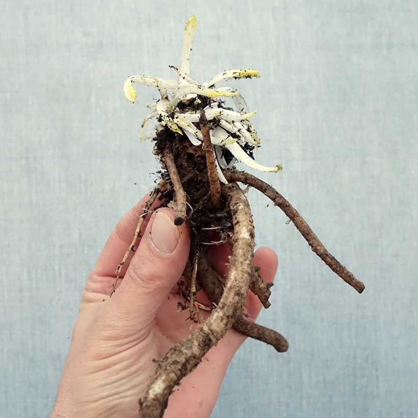 Exemplaar van Papaver orientale Place Pigalle - Oosterse papaver Naakte wortel zoals geleverd in de winter