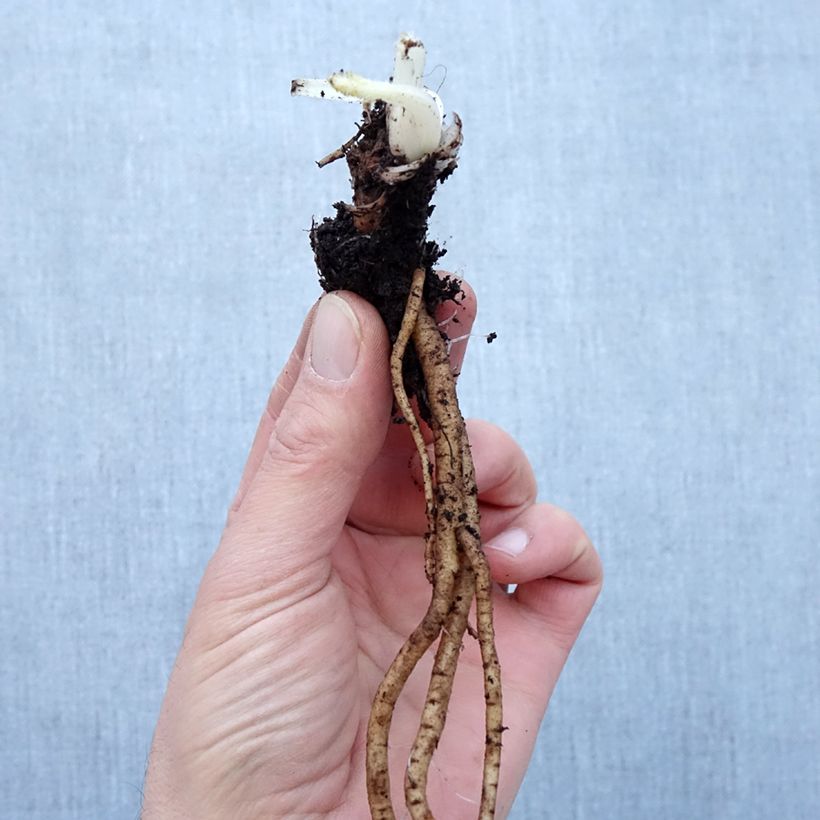 Exemplaar van Papaver orientale Royal Chocolate Distinction - Oosterse papaver Naakte wortel zoals geleverd in de winter