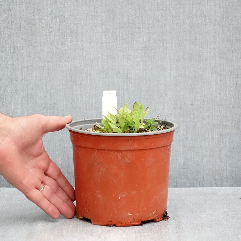 Exemplaar van Papaver orientale Royal Chocolate Distinction - Oosterse papaver Pot van 2 l/3 l zoals geleverd in de herfst