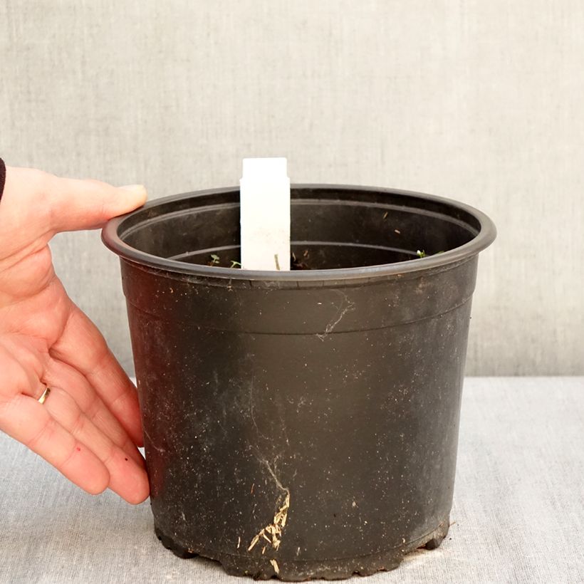 Exemplaar van Papaver orientale Royal Chocolate Distinction - Oosterse papaver Pot van 2 l/3 l zoals geleverd in de winter