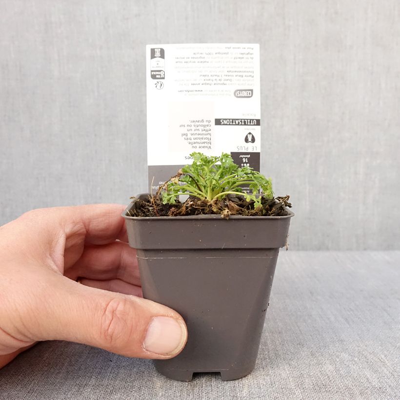 Exemplaar van Papaver alpinum - Alpenklaproos Kweekpotje van 8/9 cm zoals geleverd in de winter