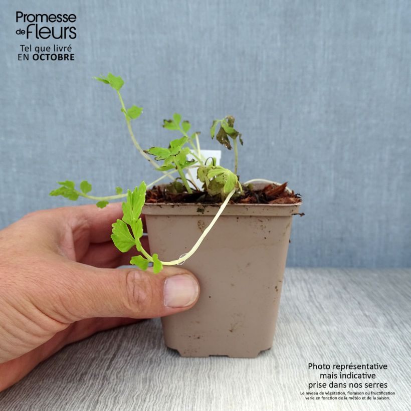 Exemplaar van Meconopsis cambrica - Schijnpapaver Kweekpotje van 8/9 cm zoals geleverd in de herfst