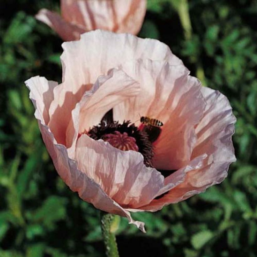 Papaver orientale Princess Victoria Louise - Oosterse papaver (Bloei)