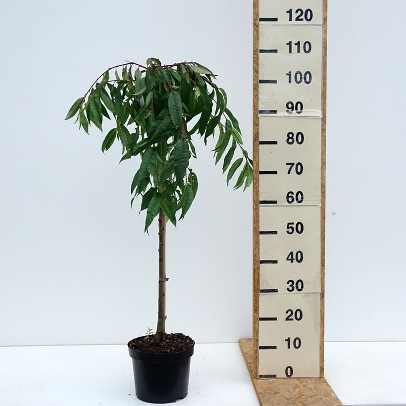 Exemplaar van Prunus persica Melred Weeping - Perzikboom Pot van 4 l/5 l, Stengel zoals geleverd in de herfst