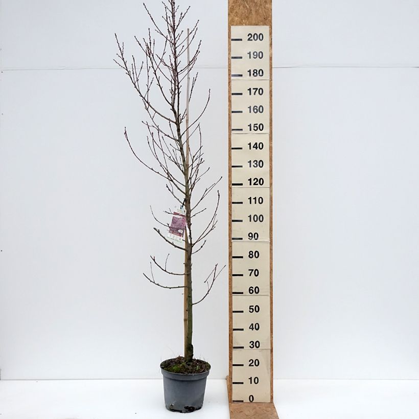 Exemplaar van Prunus persica Taoflora Pink - Perzik Pot van 7,5 l/10 l, Kroonhoogte zoals geleverd in de herfst