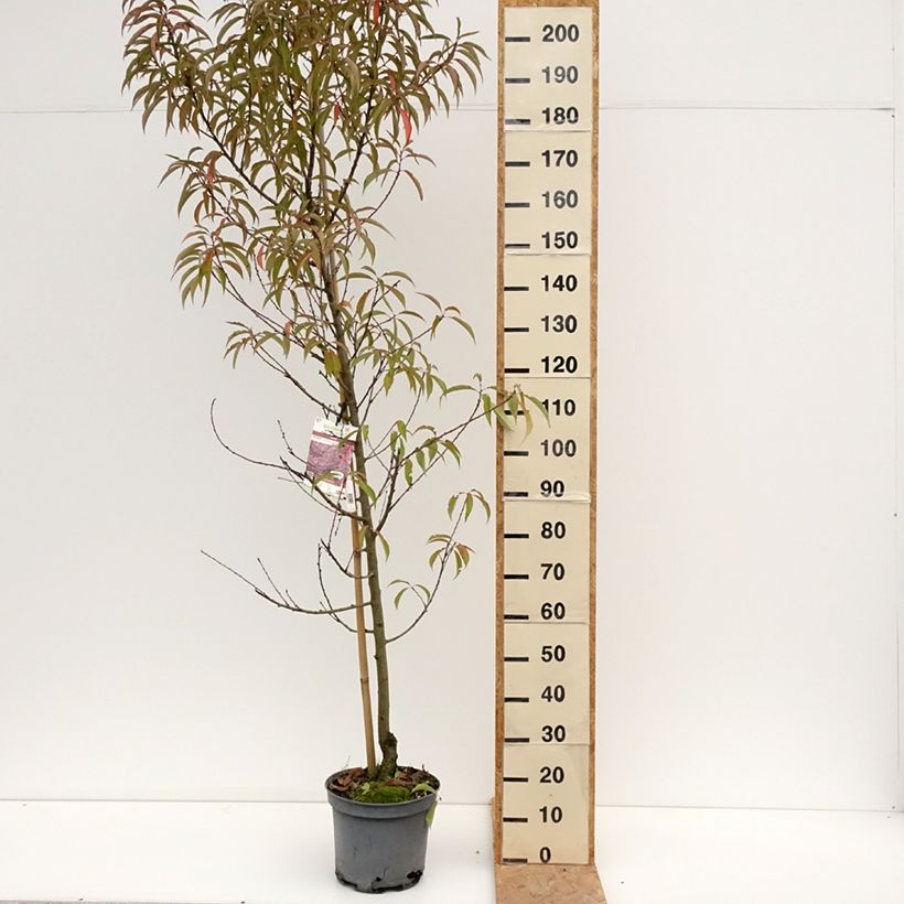 Exemplaar van Prunus persica Taoflora Pink - Perzik Pot van 7,5 l/10 l, Kroonhoogte zoals geleverd in de zomer