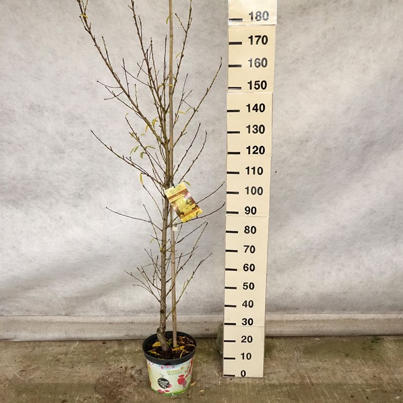 Exemplaar van Prunus persica Taoflora White - Perzik Pot van 7,5 l/10 l, Kroonhoogte zoals geleverd in de herfst