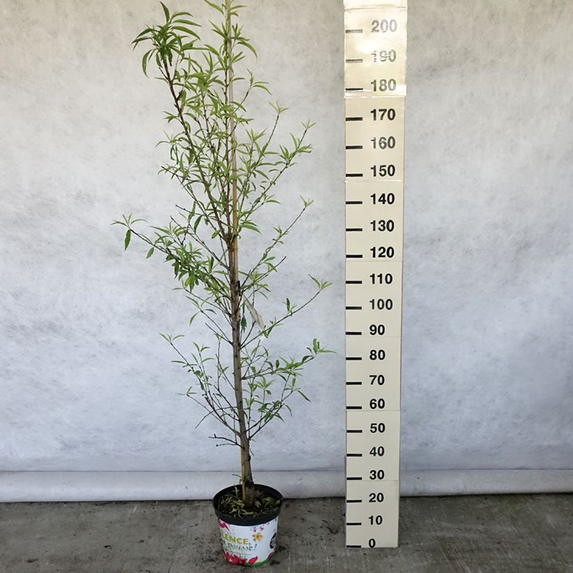 Exemplaar van Prunus persica Taoflora White - Perzik Pot van 7,5 l/10 l, Kroonhoogte zoals geleverd in de zomer
