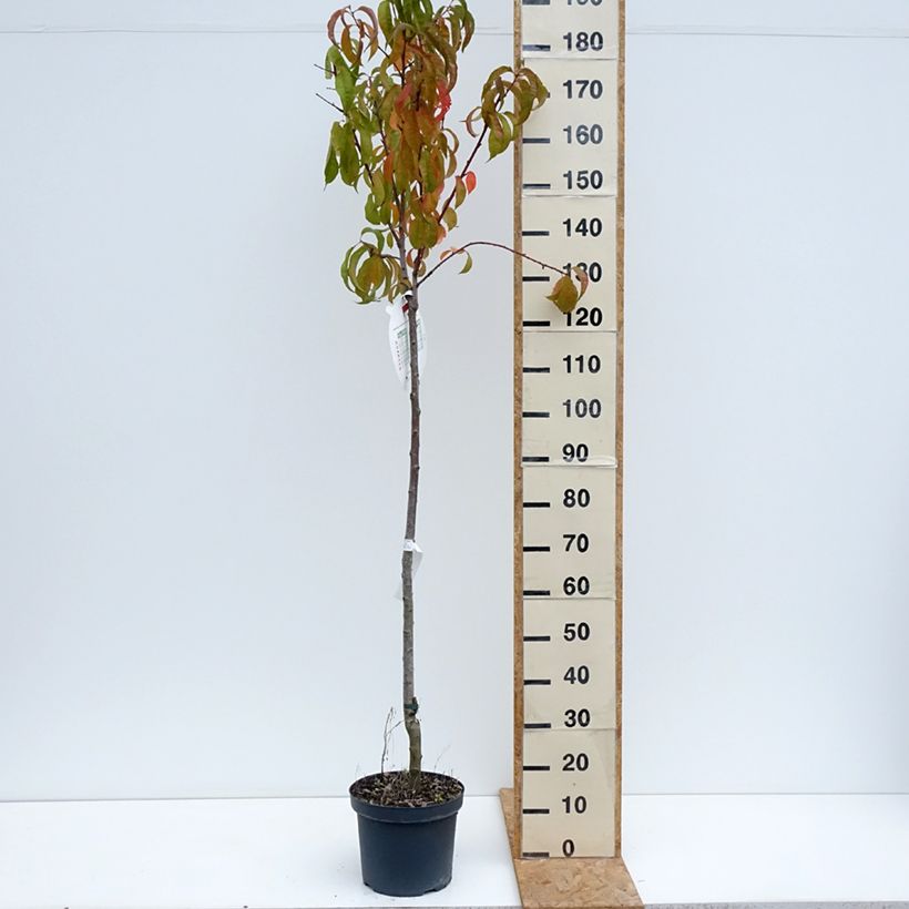 Exemplaar van Perzik Amsden Pot van 7,5 l/10 l, Half-hoge stam zoals geleverd in de zomer