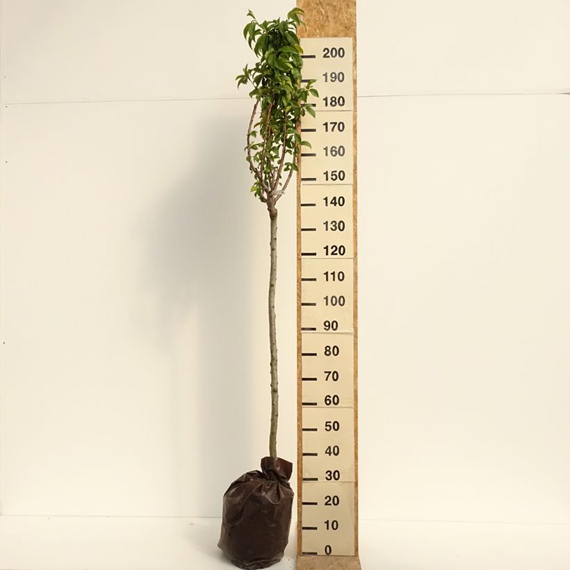 Exemplaar van Perzik Andromède Plantklare kluit, Half-hoge stam zoals geleverd in de zomer