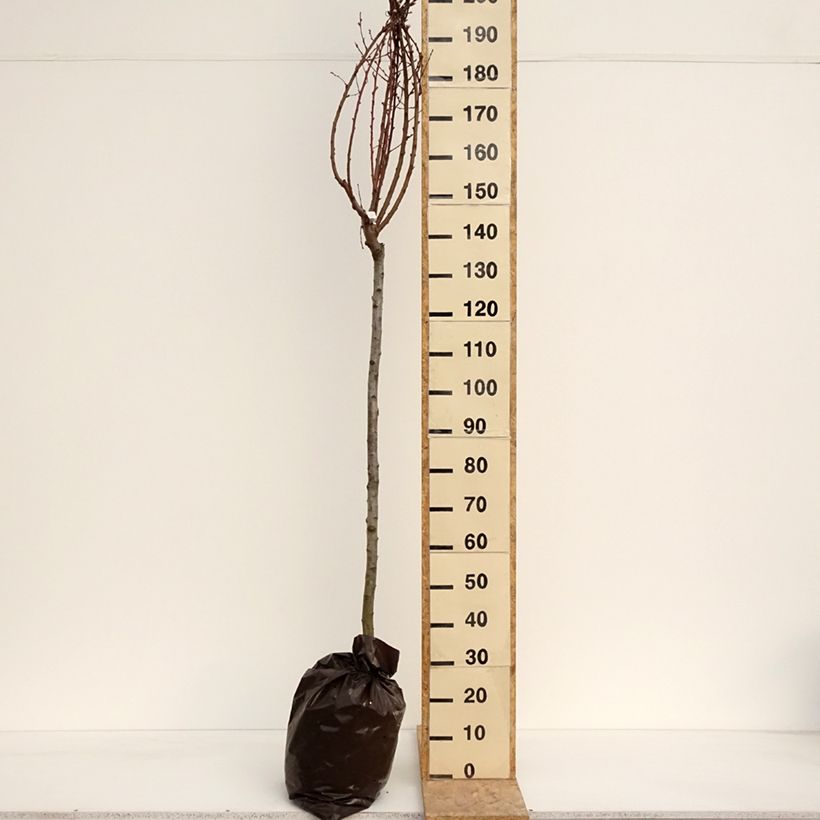 Exemplaar van Perzik Andromède Plantklare kluit, Half-hoge stam zoals geleverd in de lente