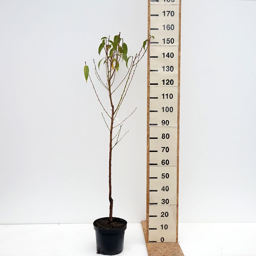 Exemplaar van Perzik Bénédicte Pot van 7,5 l/10 l, Kelkvormig zoals geleverd in de herfst