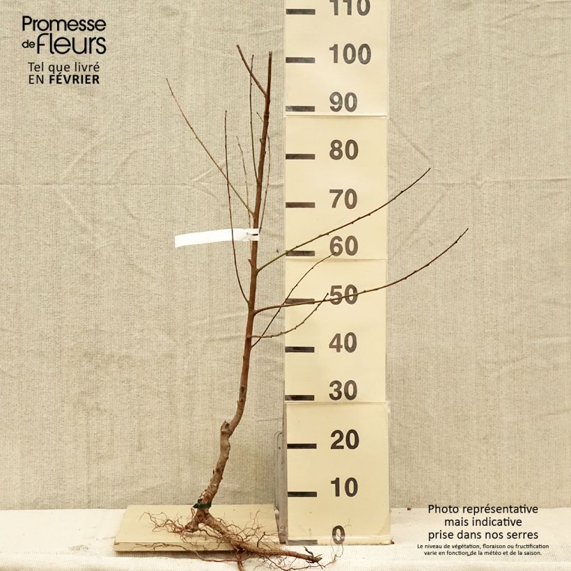 Exemplaar van Perzik Charles Ingouf Naakte wortel, Kelkvormig zoals geleverd in de winter