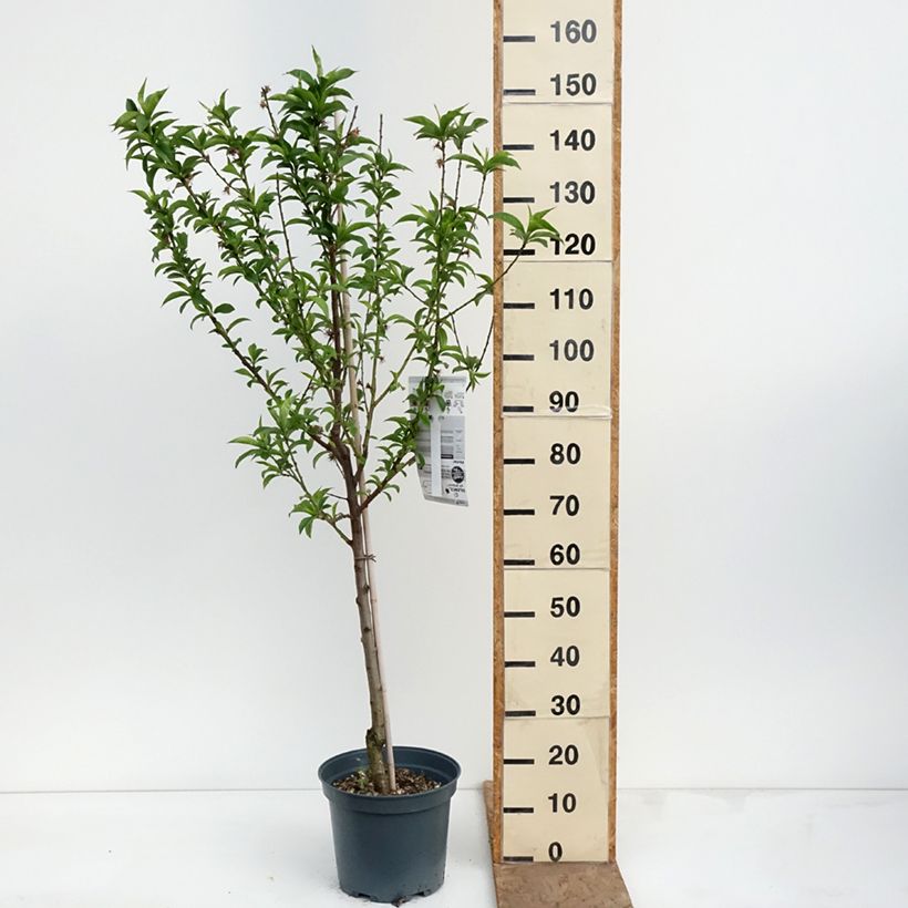 Exemplaar van Perzik Charles Ingouf Pot van 7,5 l/10 l, Kelkvormig zoals geleverd in de lente