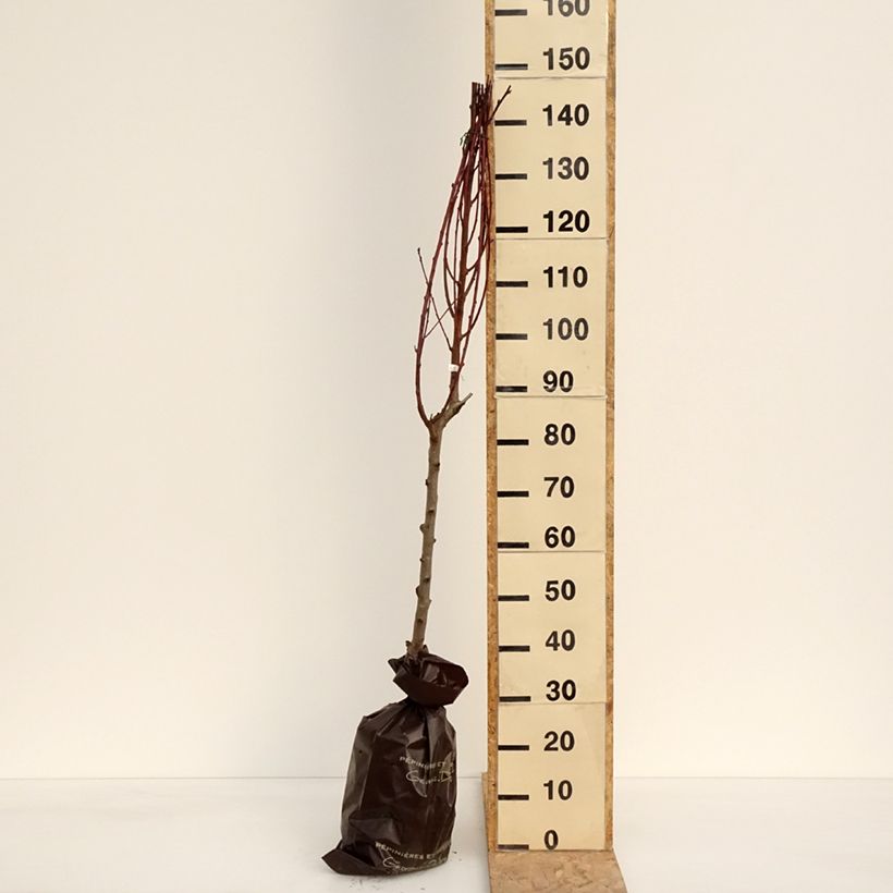 Exemplaar van Perzik De Vigne Blanche Plantklare kluit, Kelkvormig zoals geleverd in de lente