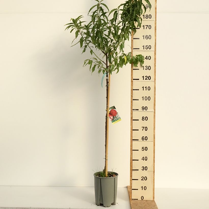 Exemplaar van Perzik De Vigne Blanche Pot van 12 l/15 l, Half-hoge stam zoals geleverd in de zomer