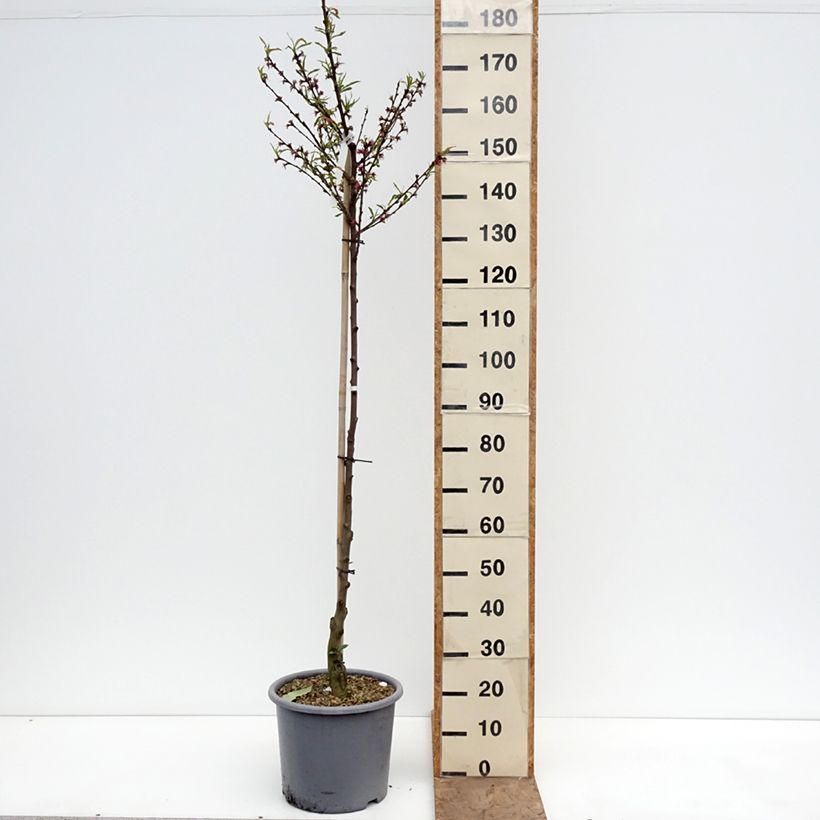 Exemplaar van Perzik De Vigne Blanche Pot van 12 l/15 l, Half-hoge stam zoals geleverd in de lente