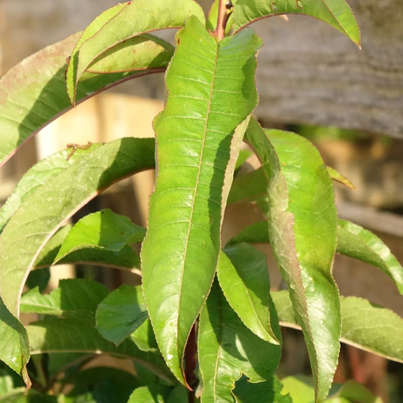 Bloedperzik Sanguine Vineuse - Prunus persica (Blad)