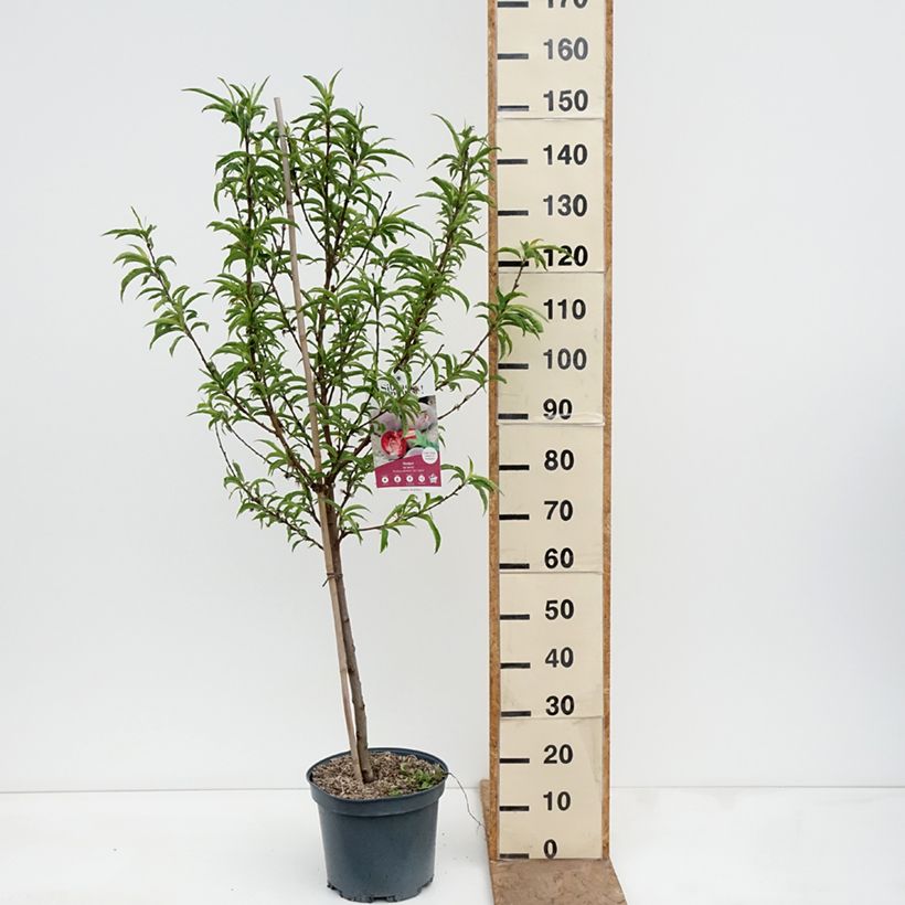 Exemplaar van Bloedperzik Sanguine Vineuse - Prunus persica Pot van 7,5 l/10 l, Kelkvormig zoals geleverd in de lente