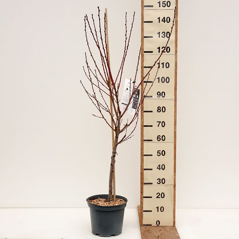 Exemplaar van Wijnbergperzik Golden Caesar Pot van 7,5 l/10 l, Kelkvormig zoals geleverd in de winter