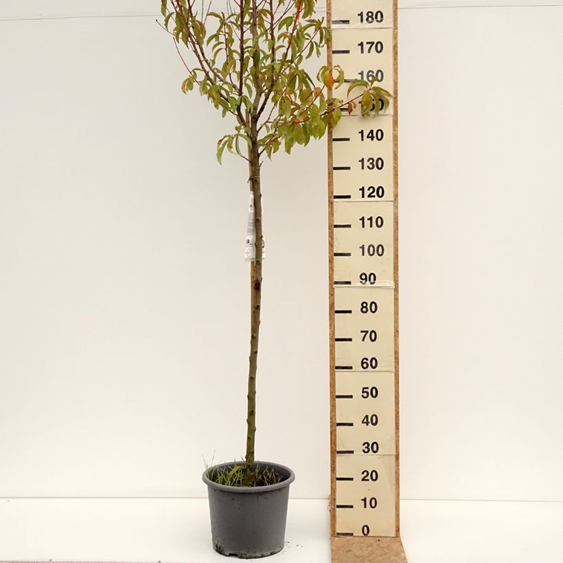 Exemplaar van Perzik J.H. Hale Pot van 7,5 l/10 l, Half-hoge stam zoals geleverd in de zomer