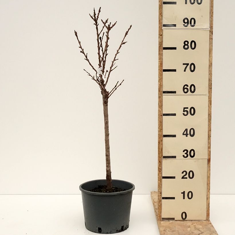 Exemplaar van Dwergperzik Bonanza Georges Delbard Pot van 7,5 l/10 l, Kwartstam zoals geleverd in de winter