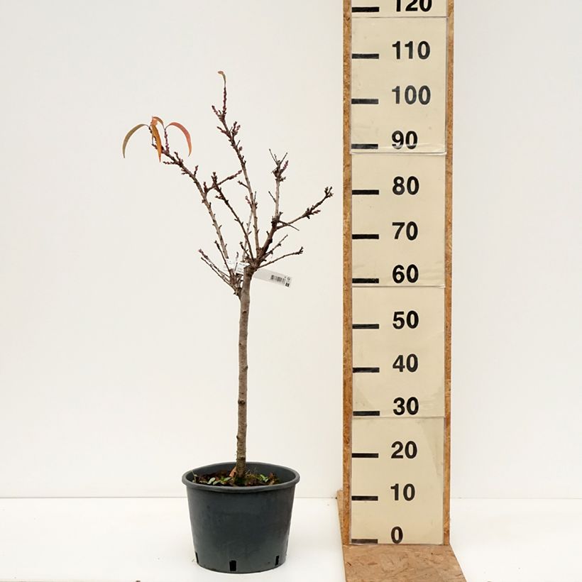 Exemplaar van Dwergperzik Bonanza Georges Delbard Pot van 7,5 l/10 l, Kwartstam zoals geleverd in de herfst