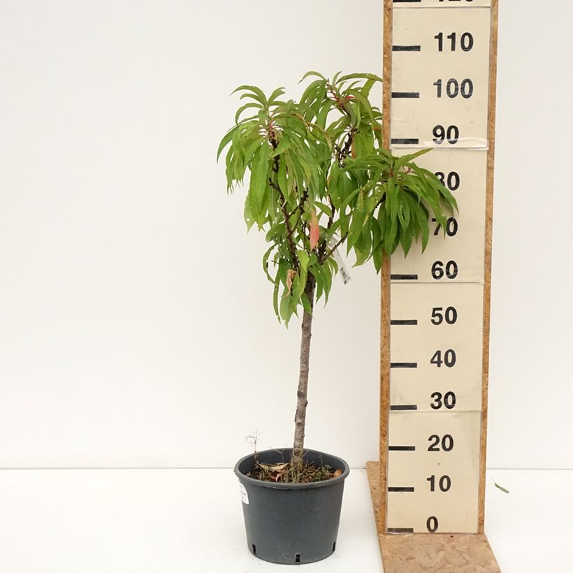 Exemplaar van Dwergperzik Bonanza Georges Delbard Pot van 7,5 l/10 l, Kwartstam zoals geleverd in de zomer