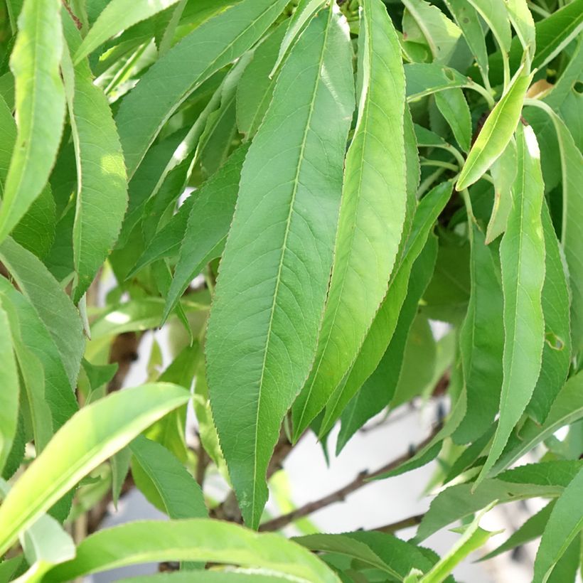 Dwergperzik Diamond Zaipevi (Blad)