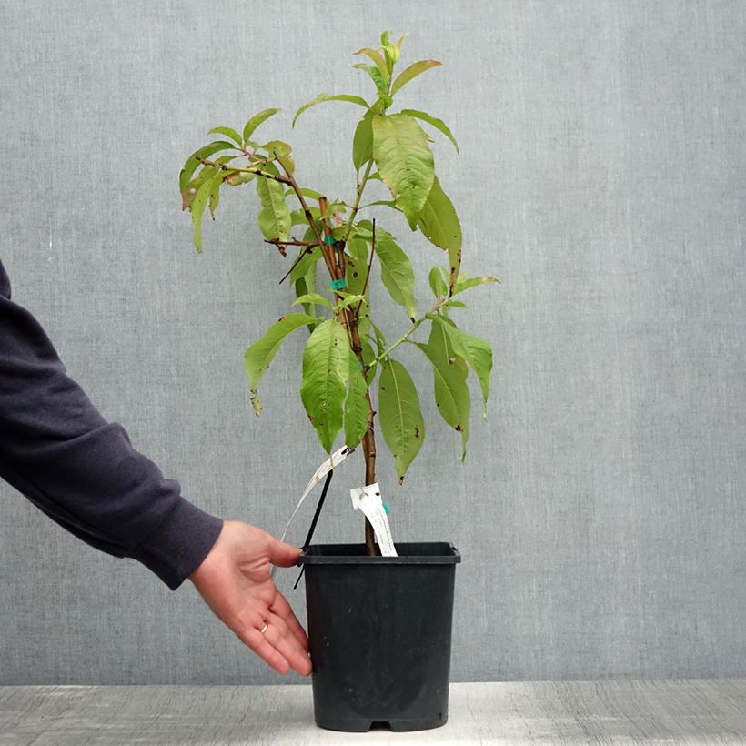 Exemplaar van Dwergperzik Fruit Me Peach Me Donut Pot van 4 l/5 l, Dwerg zoals geleverd in de zomer