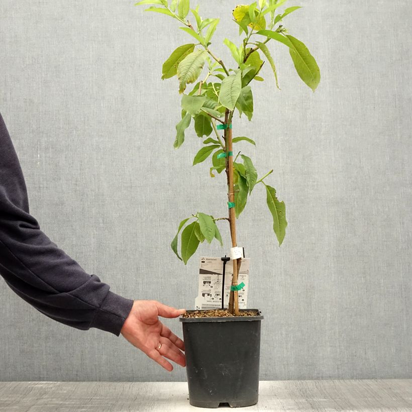 Exemplaar van Dwergperzik Fruit Me Peach Me Yellow Pot van 4 l/5 l, Dwerg zoals geleverd in de zomer