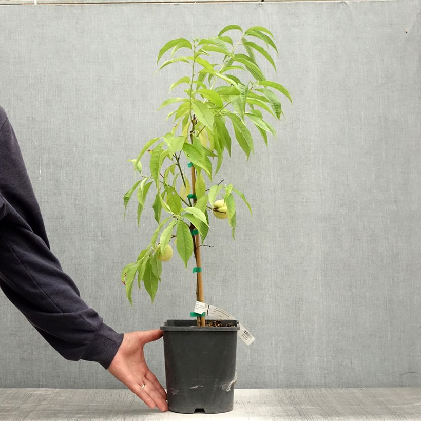 Exemplaar van Dwergperzik Ice Peach Fruit Me® Pot van 4 l/5 l, Dwerg zoals geleverd in de zomer