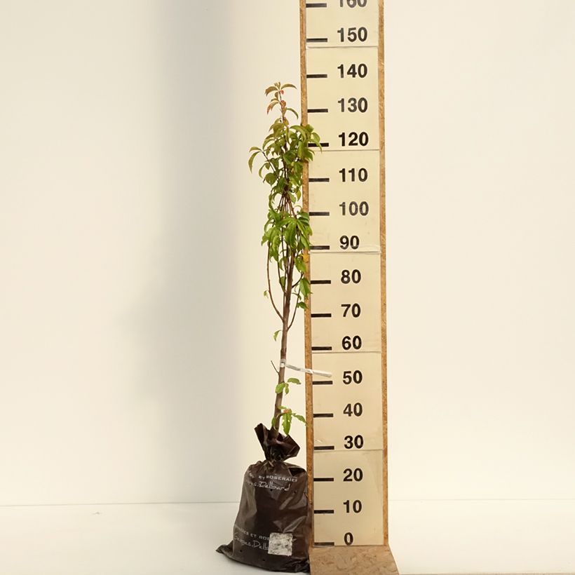 Exemplaar van Perzik Orlandine Georges Delbard Plantklare kluit, Kelkvormig zoals geleverd in de zomer