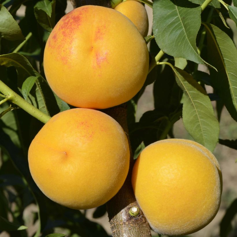 Pavie-perzik (Oogst)