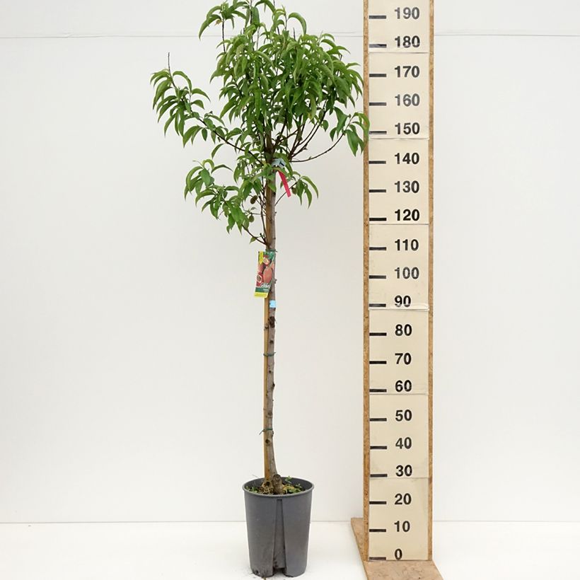 Exemplaar van Perzik Sanguine Pot van 7,5 l/10 l, Half-hoge stam zoals geleverd in de lente