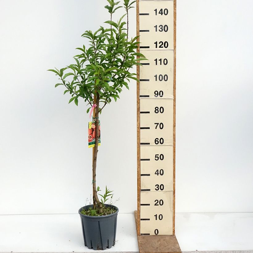 Exemplaar van Perzik Sanguine Pot van 7,5 l/10 l, Kelkvormig zoals geleverd in de lente