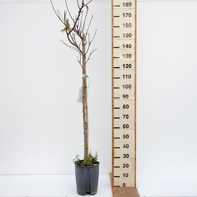 Exemplaar van Perzik Redwing Pot van 7,5 l/10 l, Half-hoge stam zoals geleverd in de herfst