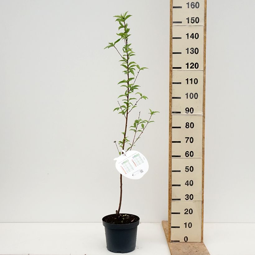 Exemplaar van Perzik Koningin van de Boomgaarden Pot van 7,5 l/10 l, Kelkvormig zoals geleverd in de lente