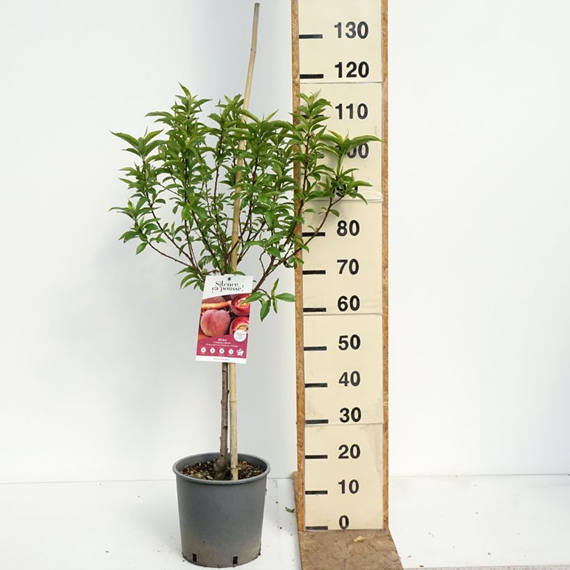 Exemplaar van Bloedperzik Sanguine Vineuse Pot van 7,5 l/10 l, Kelkvormig zoals geleverd in de lente