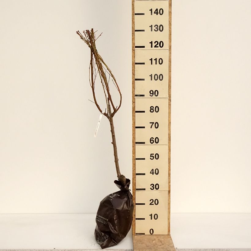 Example of Platte perzik Saturne Georges Delbard Plantklare kluit, Kelkvormig as you get in printemps