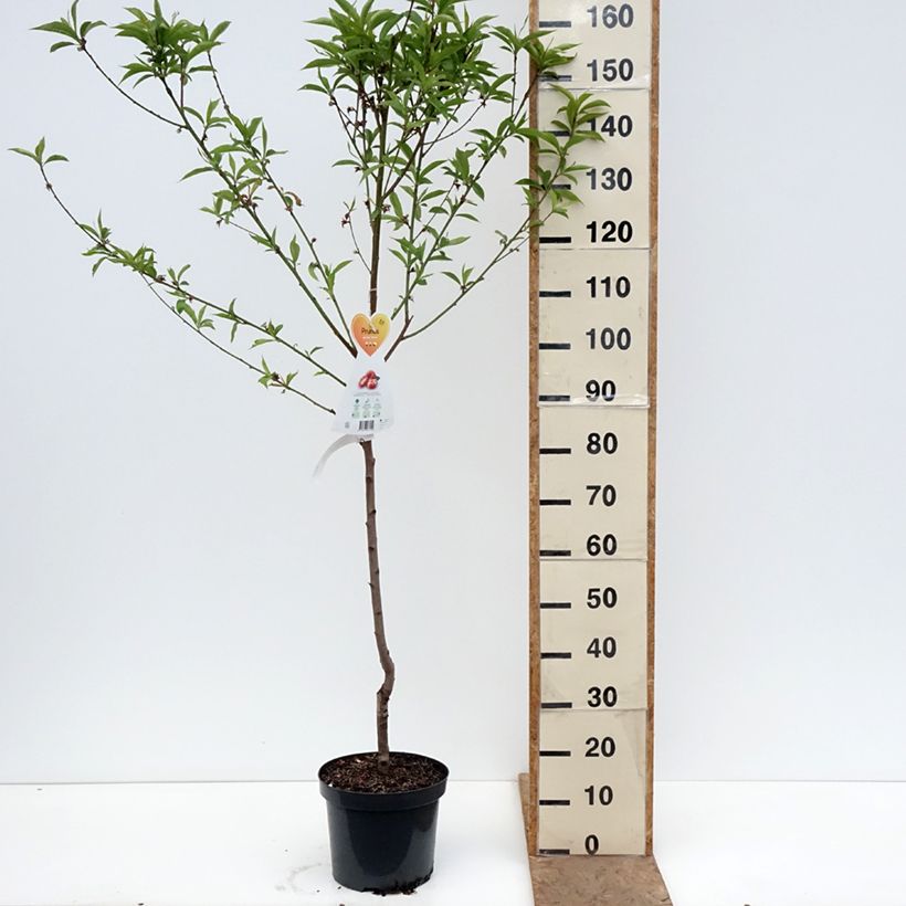 Exemplaar van Platte perzik Saturne Georges Delbard Pot van 7,5 l/10 l zoals geleverd in de lente