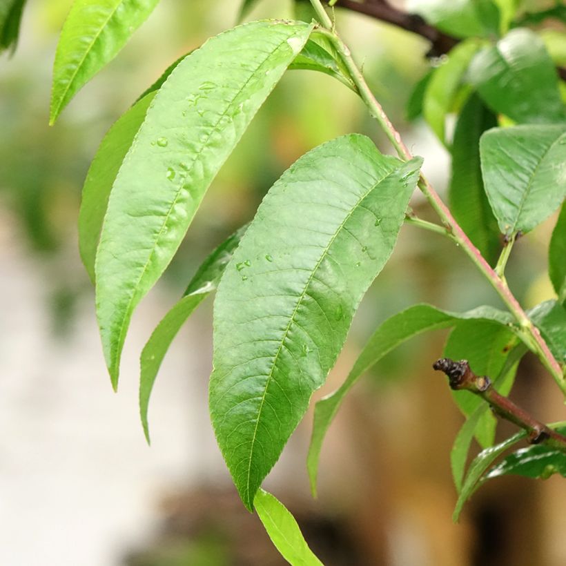 Perzik Suncrest (Blad)
