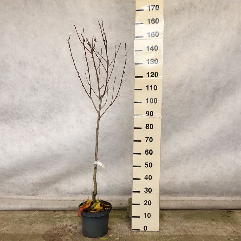 Exemplaar van Perzik Suncrest Pot van 7,5 l/10 l, Kelkvormig zoals geleverd in de herfst